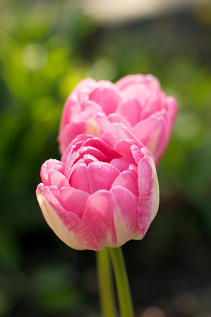 Jean's Garden - morning