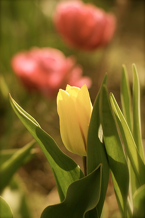 Jean's Garden - morning