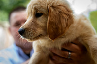 Perry the Platypuppy