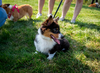 Etta Corgi Event