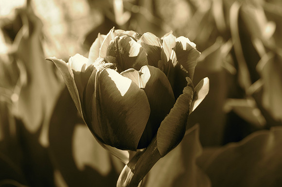 Jean's Garden - morning copy
