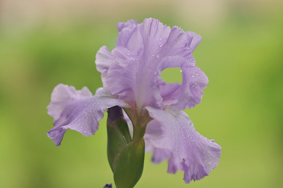 Jean's lavender iris
