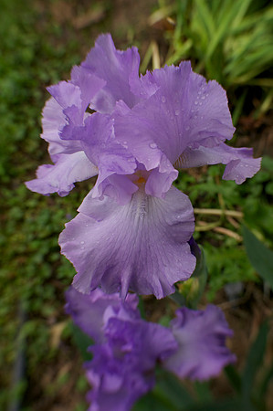 Jean's lavender iris