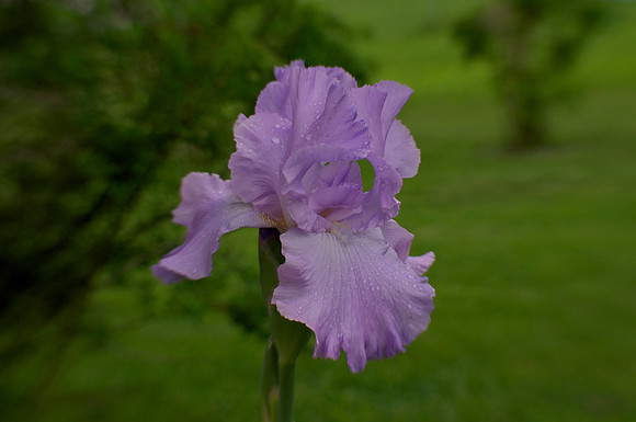 Jean's lavender iris