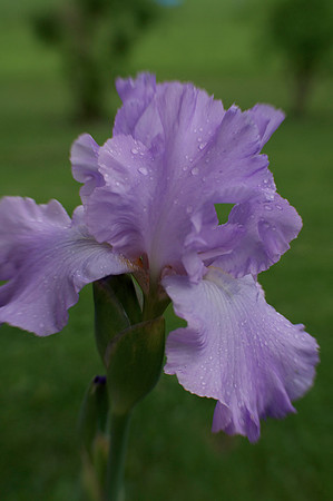 Jean's lavender iris