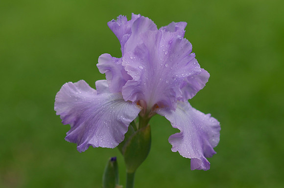 Jean's lavender iris