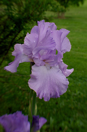 Jean's lavender iris