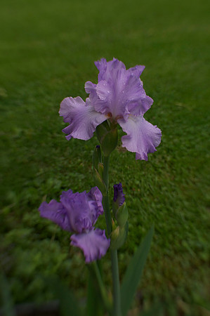 Jean's lavender iris