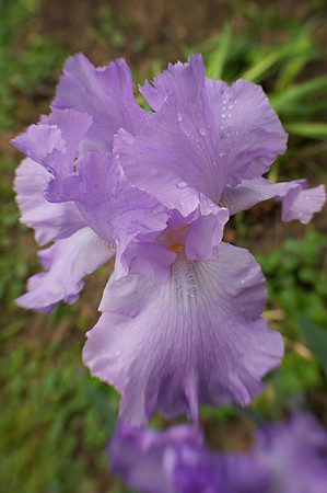 Jean's lavender iris