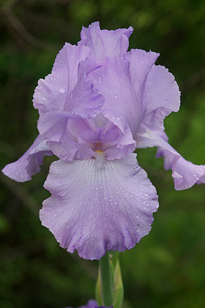 Jean's lavender iris