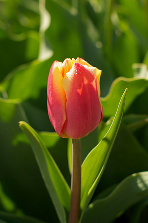 Jean's Garden - morning
