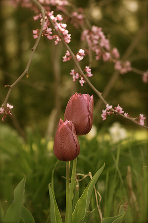 Jean's Garden - morning