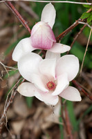 Jean's Garden