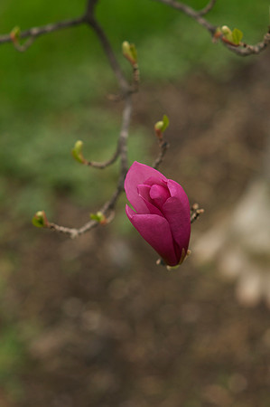 Jean's Garden