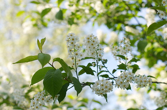 Jean's Garden - morning