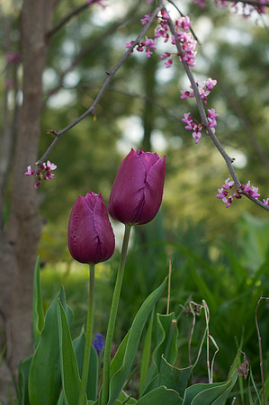 Jean's Garden - morning