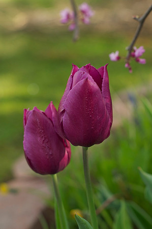 Jean's Garden - morning
