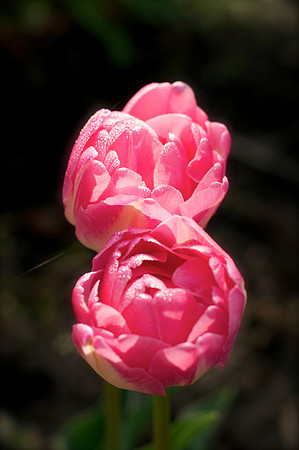 Jean's Garden - morning