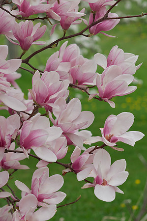 Jean's Garden
