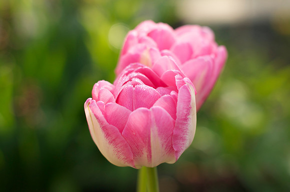 Jean's Garden - morning