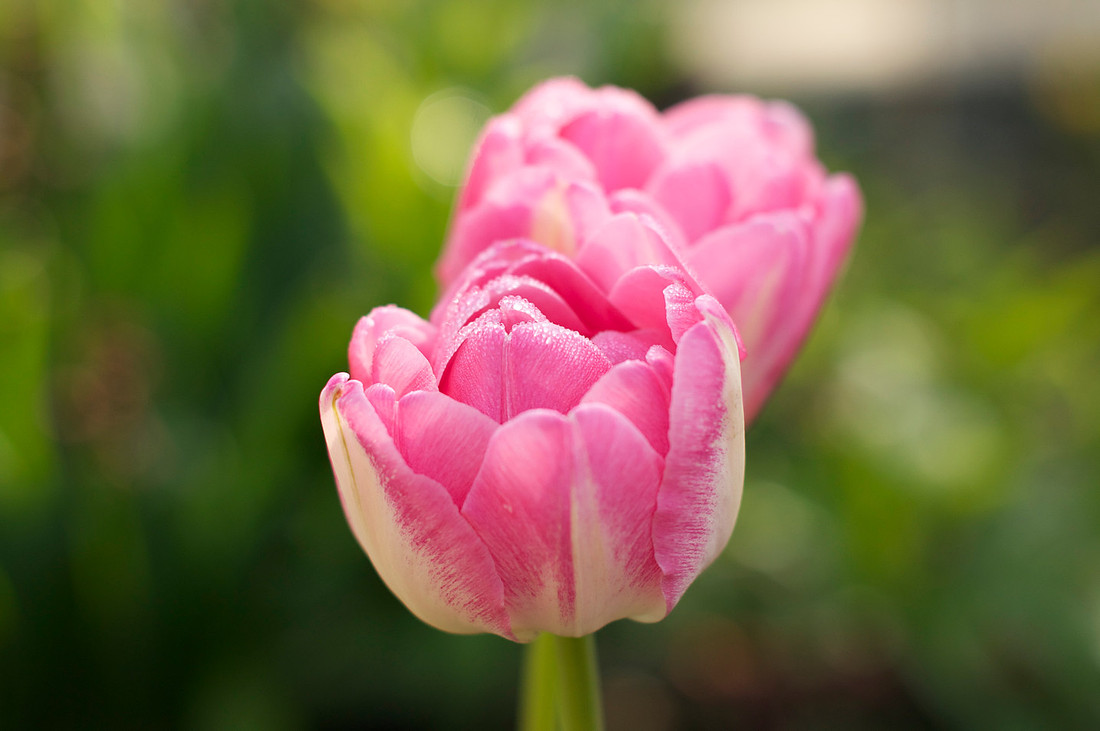 Jean's Garden - morning