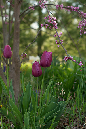 Jean's Garden - morning