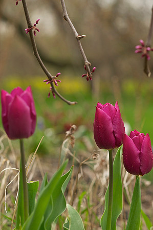 Jean's Garden