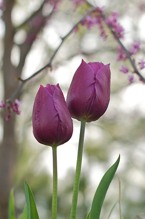 Jean's Garden - morning