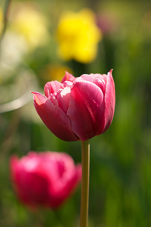 Jean's Garden - morning