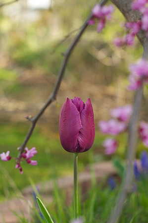 Jean's Garden - morning