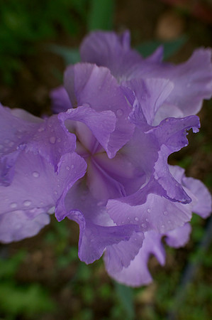 Jean's lavender iris