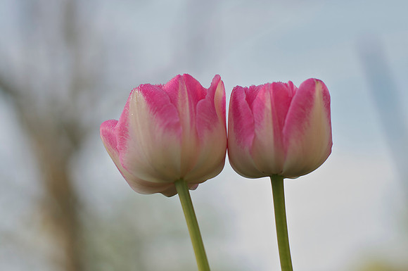 Jean's Garden - morning