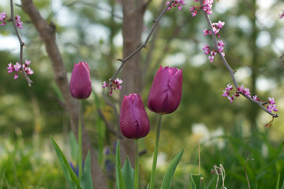 Jean's Garden - morning