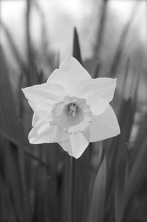 Jean's Garden - morning