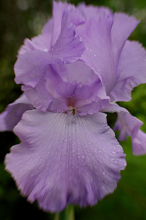 Jean's lavender iris