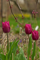 Jean's Garden