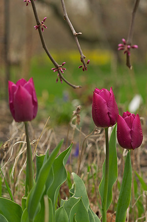 Jean's Garden
