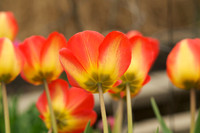 Jean's Garden