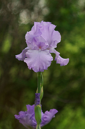 Jean's lavender iris