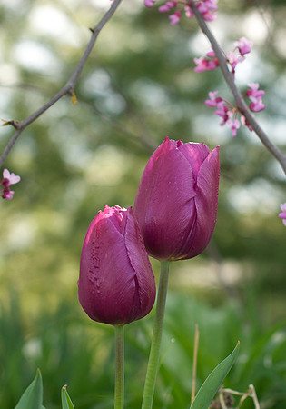 Jean's Garden - morning