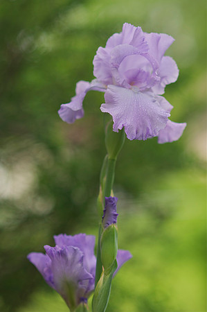 Jean's lavender iris