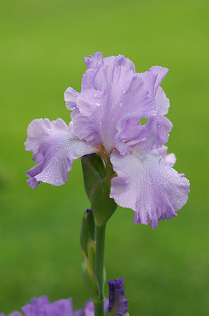 Jean's lavender iris
