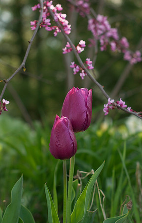 Jean's Garden - morning