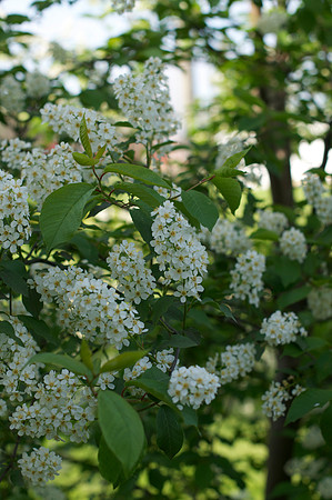 Jean's Garden - morning