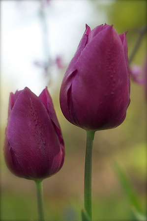 Jean's Garden - morning